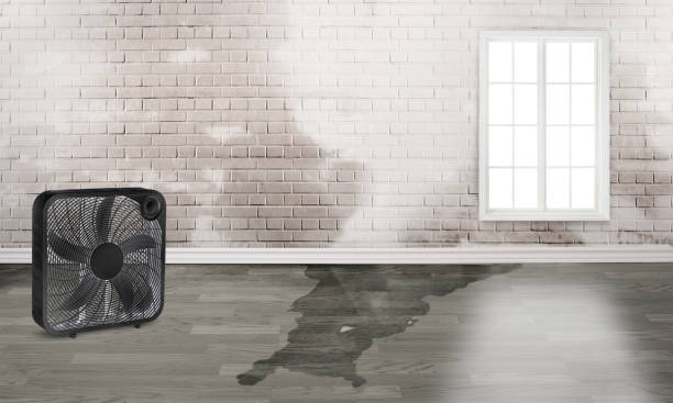 Best Professional water damage repair  in Roessleville, NY